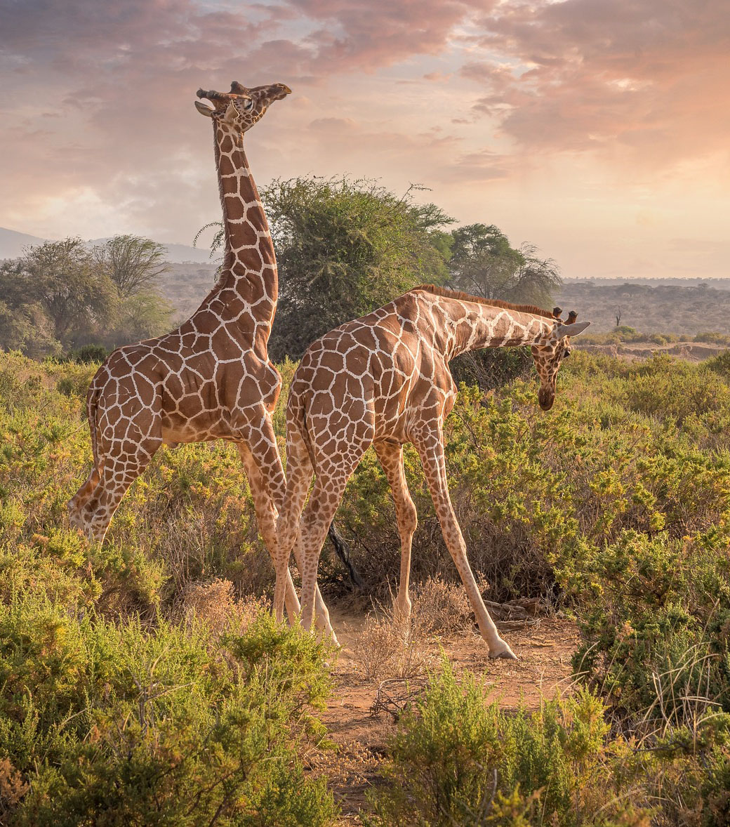 5 Must-Visit National Parks for a Wild Vacation in Kenya
