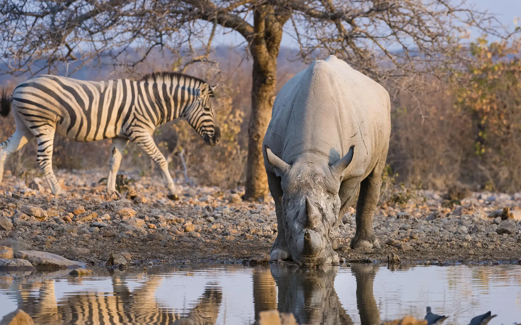 Ongava Lodge_013