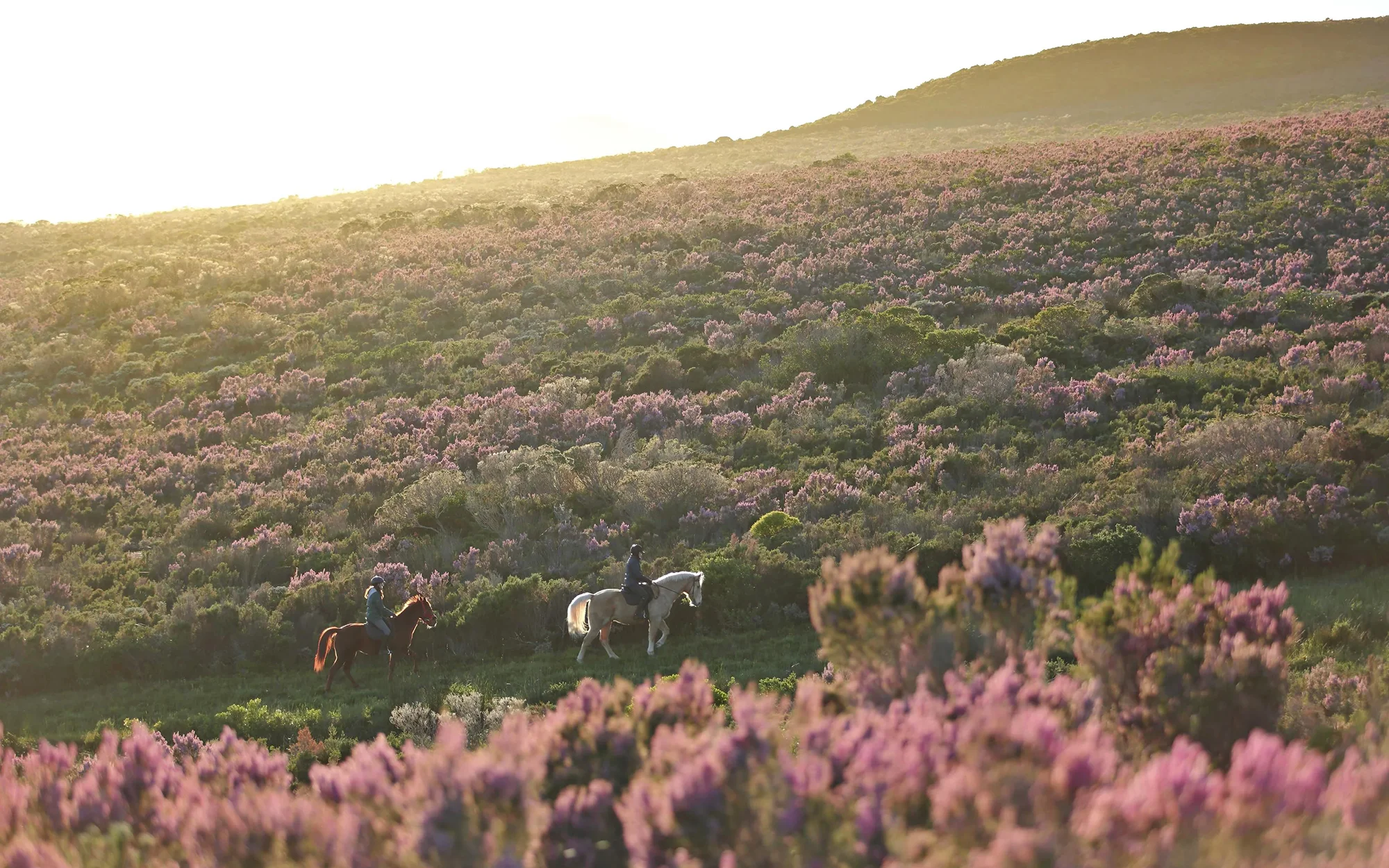grootbos_Horseriding